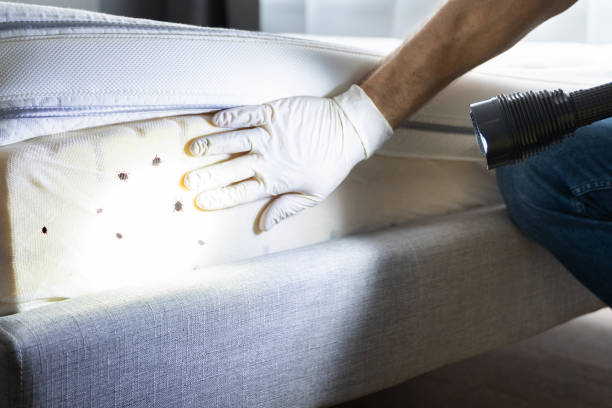 Best Affordable Pest Control Services  in Key Biscayne, FL