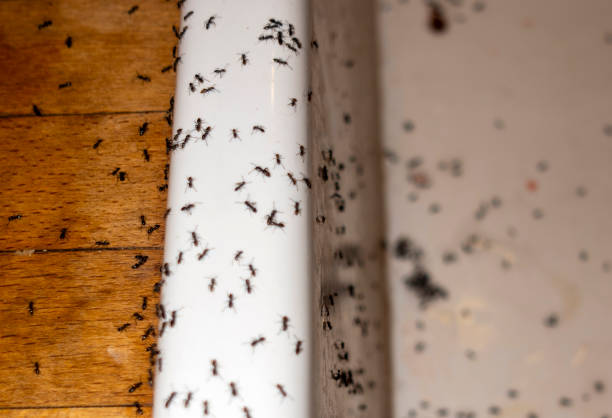 Pest Control for Restaurants in Key Biscayne, FL