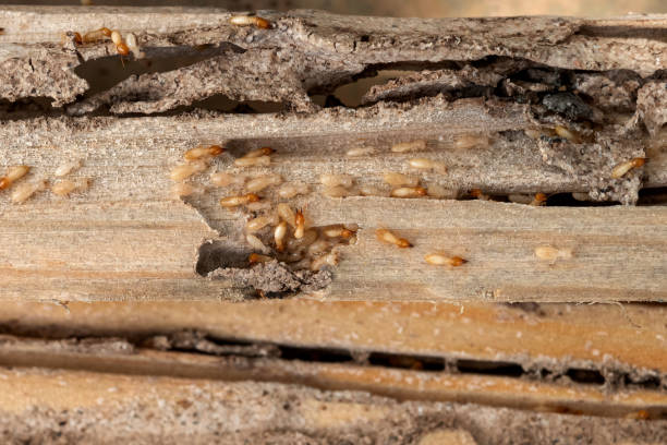 Best Local Pest Control Services  in Key Biscayne, FL