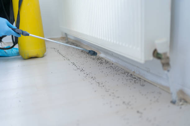 Best Local Pest Control Services  in Key Biscayne, FL